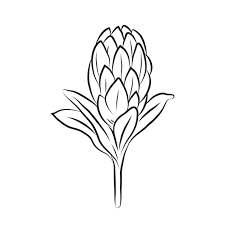 Protea Flower Linear Icon A Bud Of A