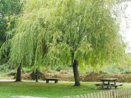Resultado de imagen de sauces llorones imagenes