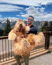 Brodie The Goldendoodle on Instagram: “Carrying Brodie at sea-level is so much easier. #goldendoodle #dogdad #traveldog #travel #aspen #colorado #mountains #petfluencer…”