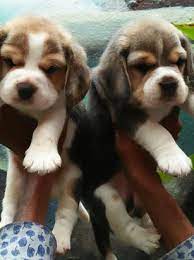 Click below to fill up the form. Top Champion Beagle Puppies Available In Bangalore Bangalore Zamroo