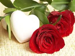 rose love flower romantic love flowers