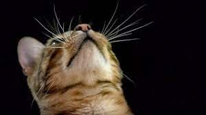 how do cats use their whiskers slow