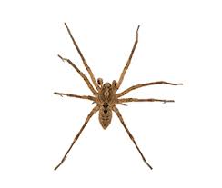 Spider Identification Ehrlich Pest Control