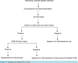 Figure 1 From Prevalence Of Mycobacterium Tuberculosis