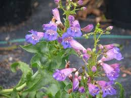 Purple flowers are stunning (imho). 32 Native Plants For California Flowers Succulents Shrubs And Trees Lawnstarter