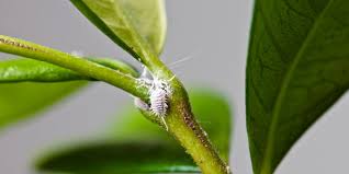 Pests On Indoor Plants