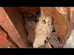 Huge Wasp Nest Inside Basement