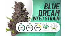 Blue Dream Weed Strain Info: A Complete Guide to Genetics ...