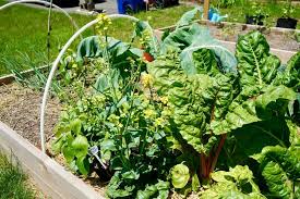 Planting A Vegetable Garden