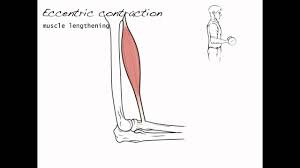 clification of muscle contractions