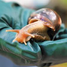 giant african land snail spotted in