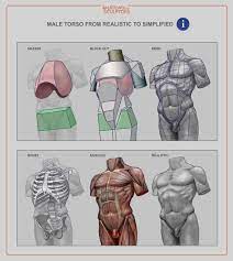 Here presented 53+ torso anatomy drawing images for free to download, print or share. Artstation Male Torso Anatomy For Sculptors