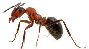 Wo fliegende ameisen auftauchen können. Schadlingsbekampung Hausmittel Gegen Das Grosse Krabbeln Wissen Stuttgarter Nachrichten
