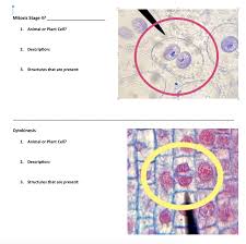 Plant cells form a cell plate between the two newly forming cells during cytokinesis, along which the cell wall will form, whereas animal cells do not. Biol 1113 Lab 9 Assignment Mitosis Directions Part Chegg Com