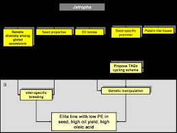 Summary Flow Chart Of The Present Study A The Genotype