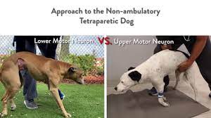 lower vs upper motor neuron lesions