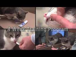 By brushing your pet's teeth daily and curtailing the amount of periodontal disease, you may reduce the frequency and involvement of dental cleanings and provide your pet with a healthier. Brushing Your Cat S Teeth Part 1 Introduction Youtube