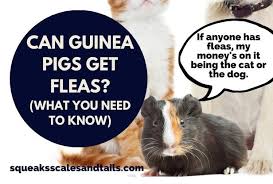 can guinea pigs get fleas what you