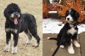 Backed by 15 years of breeding experience, we produce true family pets you'll love. Bernedoodle Puppies For Sale From Reputable Dog Breeders