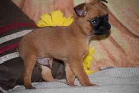 The brussels griffon dog breed is an energetic and intelligent toy dog hailing from belgium. Brussels Griffon Puppy For Sale Male Bruno Apple Creek Ohio Ac Puppies Llc