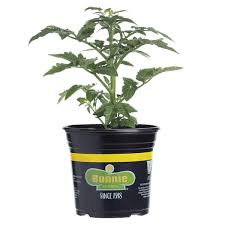 2 32 Qt Early Girl Tomato Bush Plant