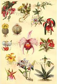 Orchid Cactus Exotic Flowers Plants Chart 1906 Edwardian Botanical Lithograph Illustration For Framing