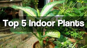 grow indoor plants urdu hindi