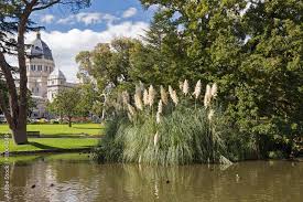 Black Duck Swimming At Carlton Gardens