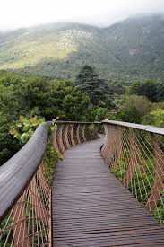 a walk through kirstenbosch gardens