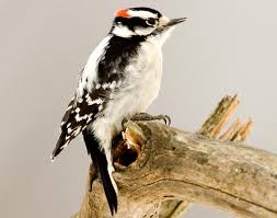 Are you sure you want to permanently delete this sound pack? Downy Woodpecker Songs And Calls Larkwire