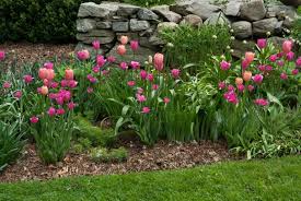 Colorblends Tulips In The Landscape