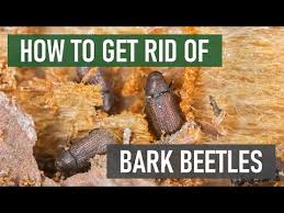 how to get rid of bark beetles 4 easy