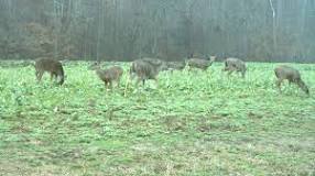 What can I plant for deer in January?