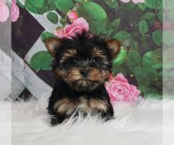 The yorkipoo dog breed mixes the yorkshire terrier with the poodle. Tvhxftc1p58thm