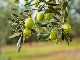 olive ile ilgili gÃ¶rsel sonucu