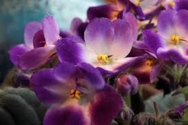 African violets will bloom with lower light, but medium to bright indirect light is best. African Violets Care And Feeding How To Grow Healthy African Violets