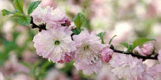 Translation dictionary english dictionary french english english french spanish english english spanish: Flowering Almond Better Homes Gardens