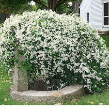 Flowering comes in two waves: Clematis Paniculata White Flower Farm