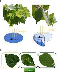 veins in plant leaves