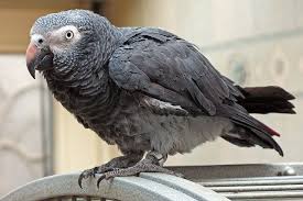 Image result for grey parrots