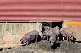Cerdos ibéricos y pocilga pinturas para la pared • cuadros extremadura,  cerdo, cerdo | myloview.es