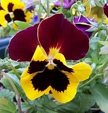 The one most commonly grown is phaius tancarvilleae (the nun's orchid). Pansy Wikipedia