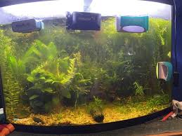 types of algae in fish tank master