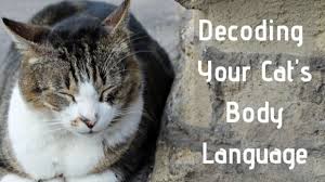 If your cat begins to press their head against a wall without any good reason, you should take when cats press their head, they can be exhibiting signs of disease or injury. How To Decode Your Cat S Behavior Pethelpful By Fellow Animal Lovers And Experts
