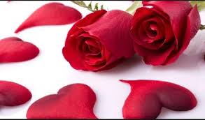love red rose flower pictures