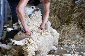 shearing season essentials stowag