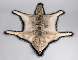 a taxidermy coyote skin rug with