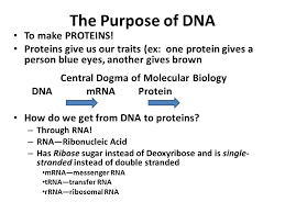 They are found in a variety of foods like eggs, dairy, seafood, legumes, meats, nuts, an. The Purpose Of Dna To Make Proteins Proteins Give Us Our Traits Ex One Protein Gives A Person Blue Eyes Another Gives Brown Central Dogma Of Molecular Ppt Download