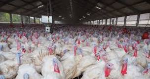 are-turkeys-factory-farmed