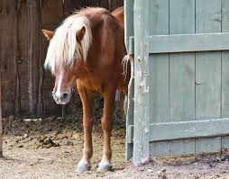 Signs Of Internal Illness In Horses